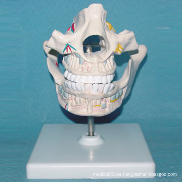 Modelo de la anatomía de la serie de la cavidad de la boca humana para enseñar (R080105)